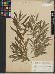 Foto von Salix purpurea L. x Salix viminalis L.